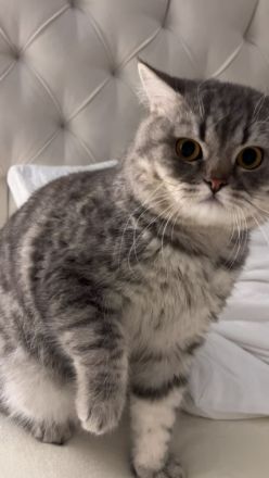 Sumi sucht ein neues Zuhause