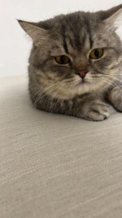 Sumi sucht ein neues Zuhause