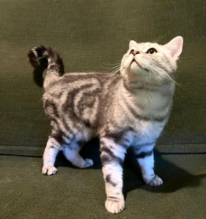 Erfahrener u kräftiger  BKH Deckkater in Whiskas classic silver tabby