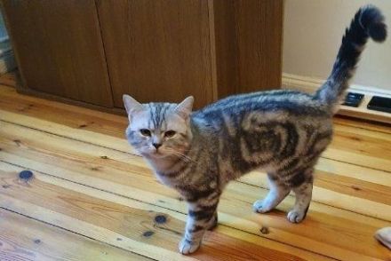 Erfahrener u kräftiger  BKH Deckkater in Whiskas classic silver tabby