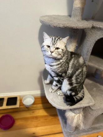 Erfahrener u kräftiger  BKH Deckkater in Whiskas classic silver tabby