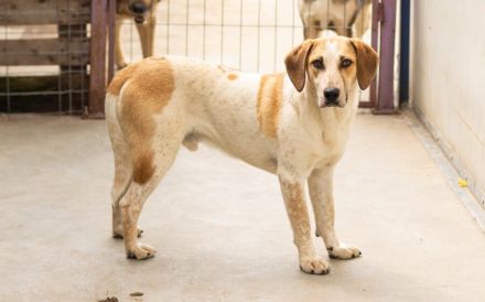 Josha - Dein Prinz Charming?