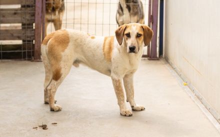 Josha - Dein Prinz Charming?