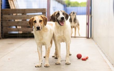 Josha - Dein Prinz Charming?