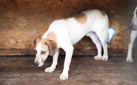 Josha - Dein Prinz Charming?