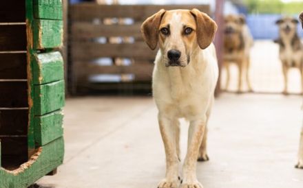 Josha - Dein Prinz Charming?