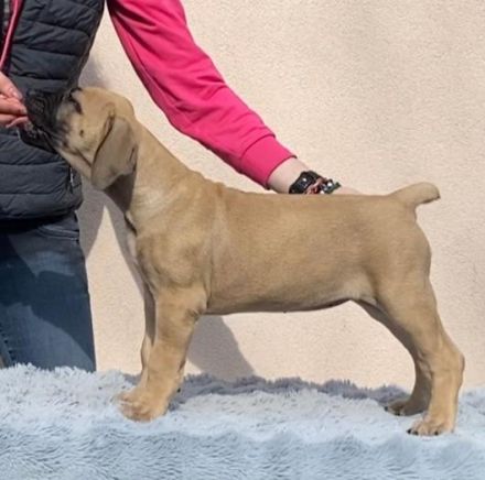 BOERBOEL-Welpen