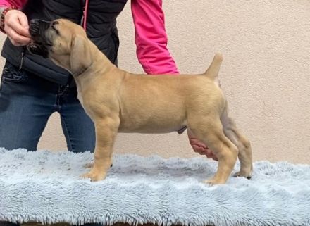 BOERBOEL-Welpen