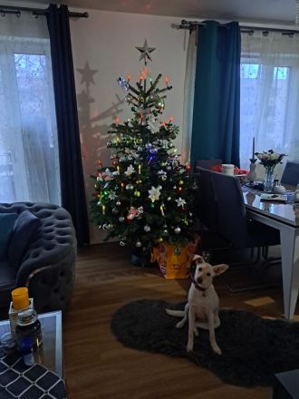 Labrador Hündin Luna