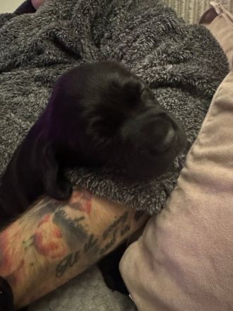 Letzter Wurf Labradorwelpen