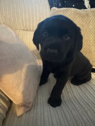 Letzter Wurf Labradorwelpen