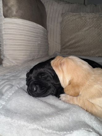 Letzter Wurf Labradorwelpen
