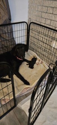 Letzter Wurf Labradorwelpen