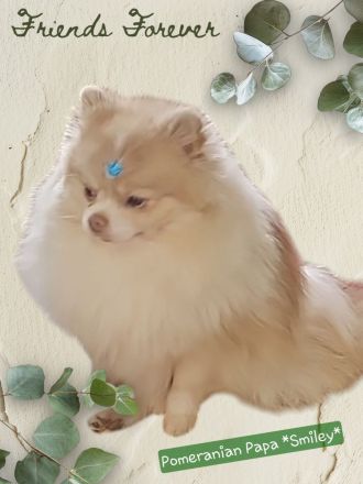 Unsere Teddy Pomapoo sind kleine Zwerge, die Sie mit ihrer Anmut verzaubern möchten