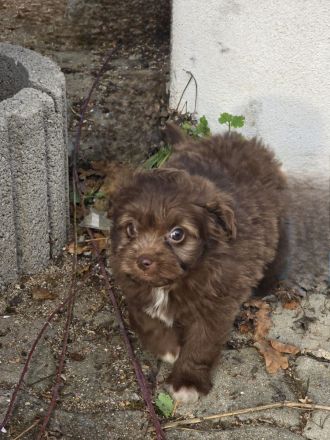 Unsere Teddy Pomapoo sind kleine Zwerge, die Sie mit ihrer Anmut verzaubern möchten