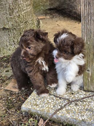 Unsere Teddy Pomapoo sind kleine Zwerge, die Sie mit ihrer Anmut verzaubern möchten