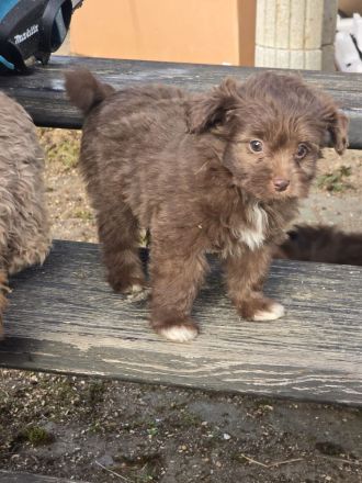 Unsere Teddy Pomapoo sind kleine Zwerge, die Sie mit ihrer Anmut verzaubern möchten