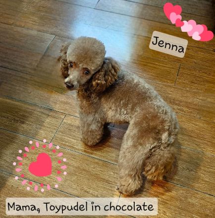 Unsere Teddy Pomapoo sind kleine Zwerge, die Sie mit ihrer Anmut verzaubern möchten