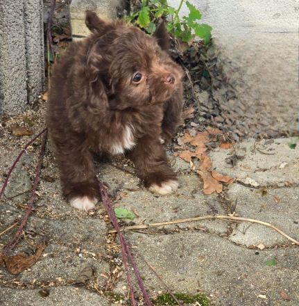 Unsere Teddy Pomapoo sind kleine Zwerge, die Sie mit ihrer Anmut verzaubern möchten