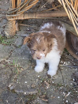 Unsere Teddy Pomapoo sind kleine Zwerge, die Sie mit ihrer Anmut verzaubern möchten