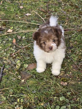 Unsere Teddy Pomapoo sind kleine Zwerge, die Sie mit ihrer Anmut verzaubern möchten