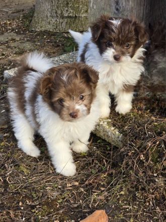 Unsere Teddy Pomapoo sind kleine Zwerge, die Sie mit ihrer Anmut verzaubern möchten