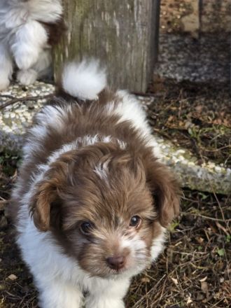Unsere Teddy Pomapoo sind kleine Zwerge, die Sie mit ihrer Anmut verzaubern möchten