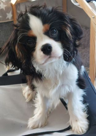 Cavalier King Charles Welpe sucht neuen Wirkungskreis
