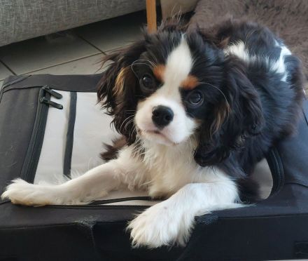 Cavalier King Charles Welpe sucht neuen Wirkungskreis