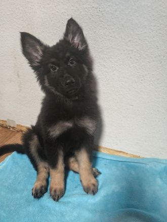 Liebevolle Deutsche Schäferhund Welpen suchen ein neues Zuhause