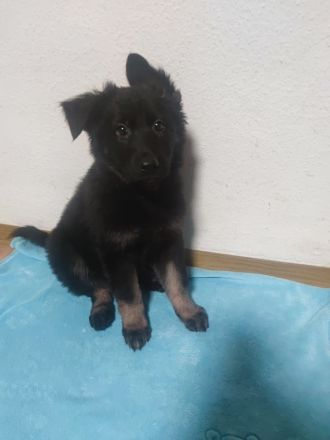 Liebevolle Deutsche Schäferhund Welpen suchen ein neues Zuhause