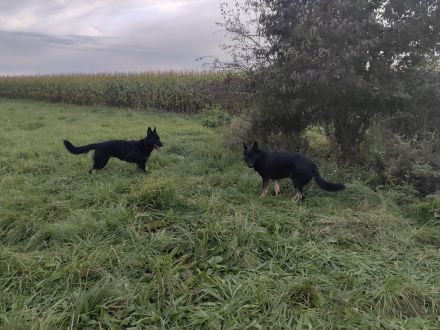 Liebevolle Deutsche Schäferhund Welpen suchen ein neues Zuhause