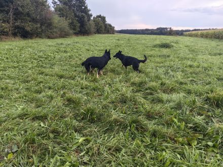 Liebevolle Deutsche Schäferhund Welpen suchen ein neues Zuhause