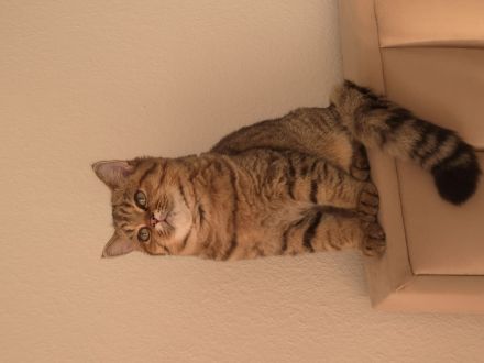 BKH Deckkater erfahren&liebevoll