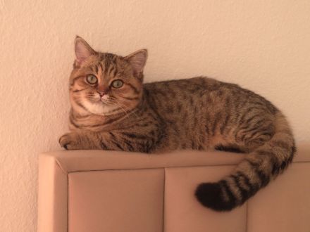 BKH Deckkater erfahren&liebevoll