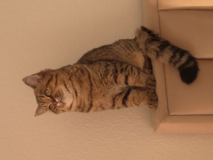 BKH Deckkater erfahren&liebevoll