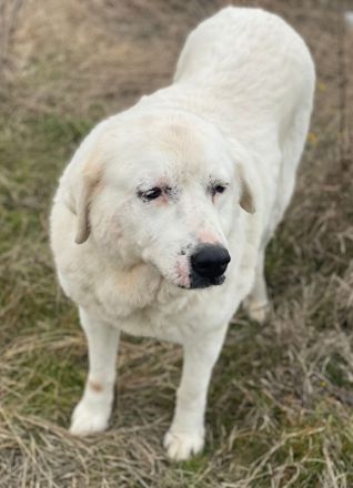 Sanni, geb. ca. 08/2018, lebt in GRIECHENLAND, im städt. Tierheim Serres