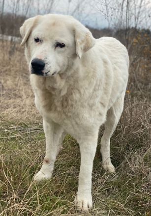 Sanni, geb. ca. 08/2018, lebt in GRIECHENLAND, im städt. Tierheim Serres