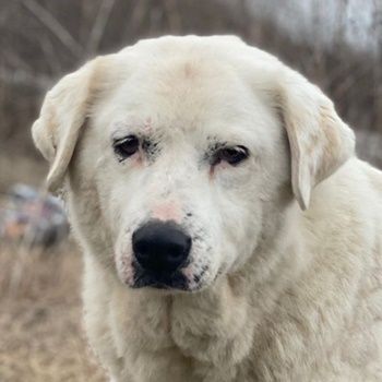 Sanni, geb. ca. 08/2018, lebt in GRIECHENLAND, im städt. Tierheim Serres
