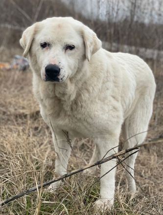 Sanni, geb. ca. 08/2018, lebt in GRIECHENLAND, im städt. Tierheim Serres