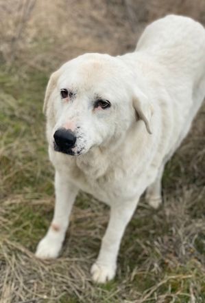 Sanni, geb. ca. 08/2018, lebt in GRIECHENLAND, im städt. Tierheim Serres