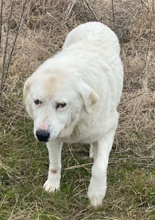 Sanni, geb. ca. 08/2018, lebt in GRIECHENLAND, im städt. Tierheim Serres