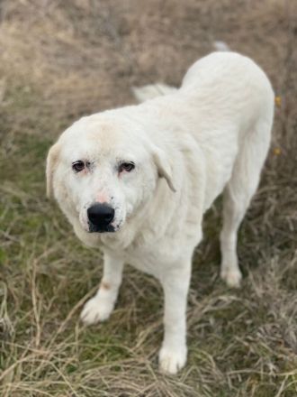 Sanni, geb. ca. 08/2018, lebt in GRIECHENLAND, im städt. Tierheim Serres
