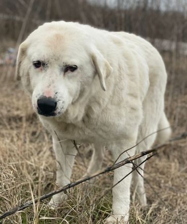 Sanni, geb. ca. 08/2018, lebt in GRIECHENLAND, im städt. Tierheim Serres