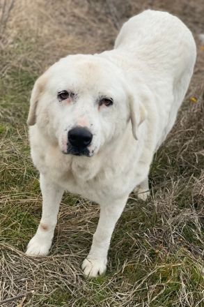 Sanni, geb. ca. 08/2018, lebt in GRIECHENLAND, im städt. Tierheim Serres