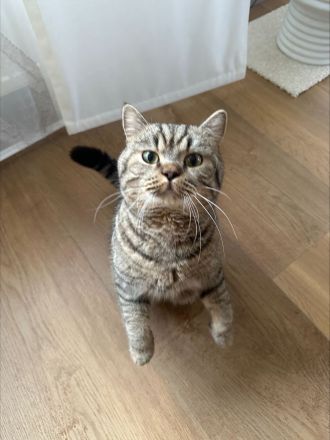 Ein hübscher BKH- Deckkater Timo sucht eine Katzendame