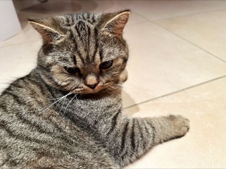 Ein hübscher BKH- Deckkater Timo sucht eine Katzendame