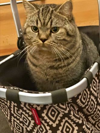 Ein hübscher BKH- Deckkater Timo sucht eine Katzendame