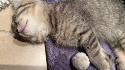 Ein hübscher BKH- Deckkater Timo sucht eine Katzendame