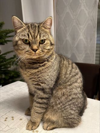 Ein hübscher BKH- Deckkater Timo sucht eine Katzendame